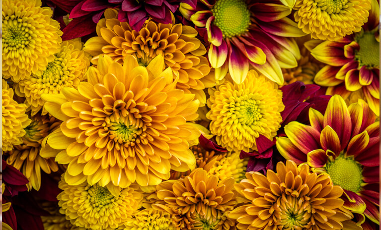 the perfect flowers to add to your home during Fall are Marigolds, Black-Eyed Susans, Helenium, False Sunflowers and Chrysanthemums