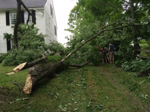 fallen tree that damaged black louver timberlane shutters