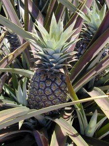 Ananas comosus (leaves and fruit)